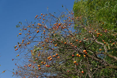 Low angle view of berries growing on tree against sky