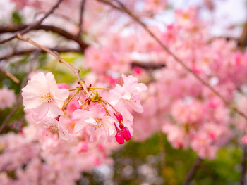 Close-up of pink cherry blossoms in spring