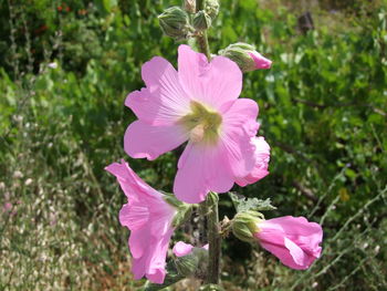 Close-up of pink flower