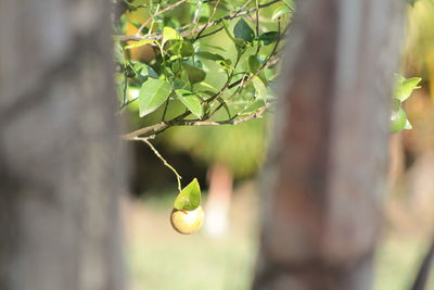 Close-up of fruit growing on tree