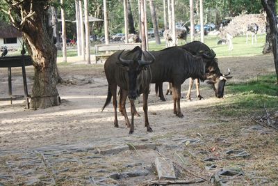 Horses standing in a field