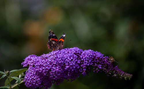 Close-up of butterfly pollinating on purple flower