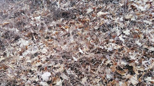 Full frame shot of plants