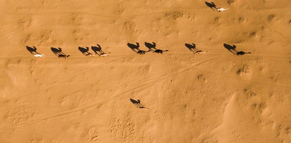 Camels shadows in sand