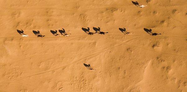 Birds flying in sand