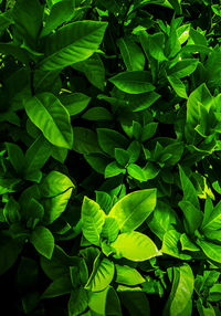 Full frame shot of green leaves