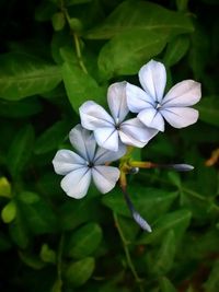 Close-up of white flowers