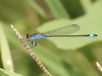 Close-up of dragonfly on plant against blurred background