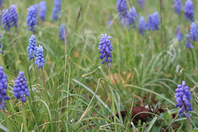 Close-up of purple flowering plants on field