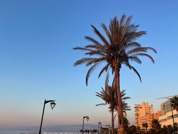 Low angle view of palm tree against clear blue sky