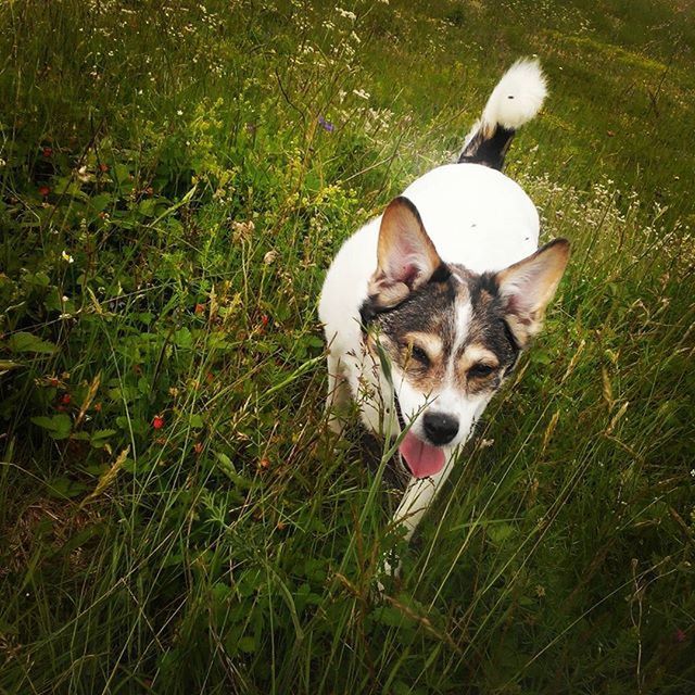 animal themes, grass, domestic animals, pets, one animal, mammal, dog, field, grassy, looking at camera, portrait, green color, high angle view, white color, growth, no people, full length, nature, day, outdoors