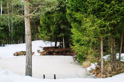 Trees on snow covered land