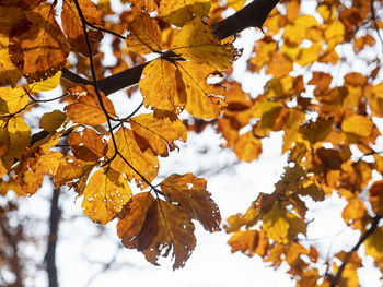 Tree leaves in autumn colors