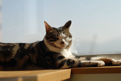 Portrait of brown tabby cat