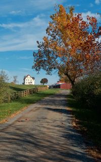 Trees by road against sky during autumn