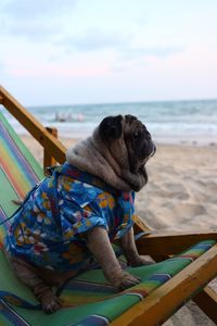 Dog sitting on the beach