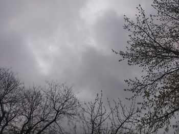 Low angle view of bare tree against sky