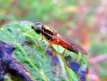 Twin-spot centurion fly . dungwaffenfliege - sargus bipunctatus