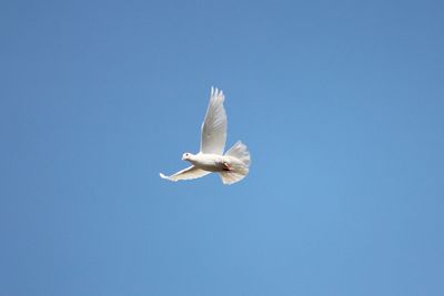 Low angle view of bird flying against clear blue sky