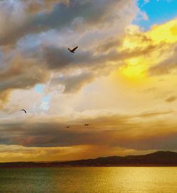 Birds flying over sea against cloudy sky