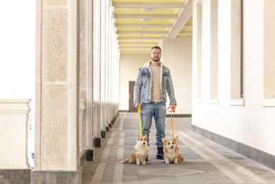 A man in a denim suit walks with dogs on a leash. welsh corgi-pembroke walk with the owner 