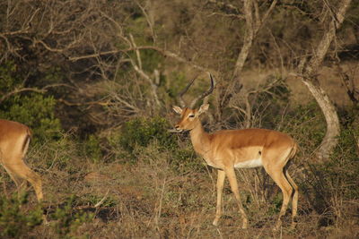 Impala standing in a field