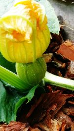 Close-up of yellow flower