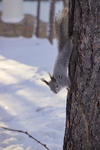 View of a cat on tree trunk