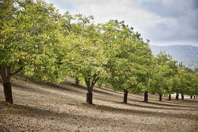 Close-up of fresh green trees against sky