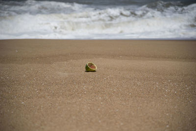 Close-up of crab on beach