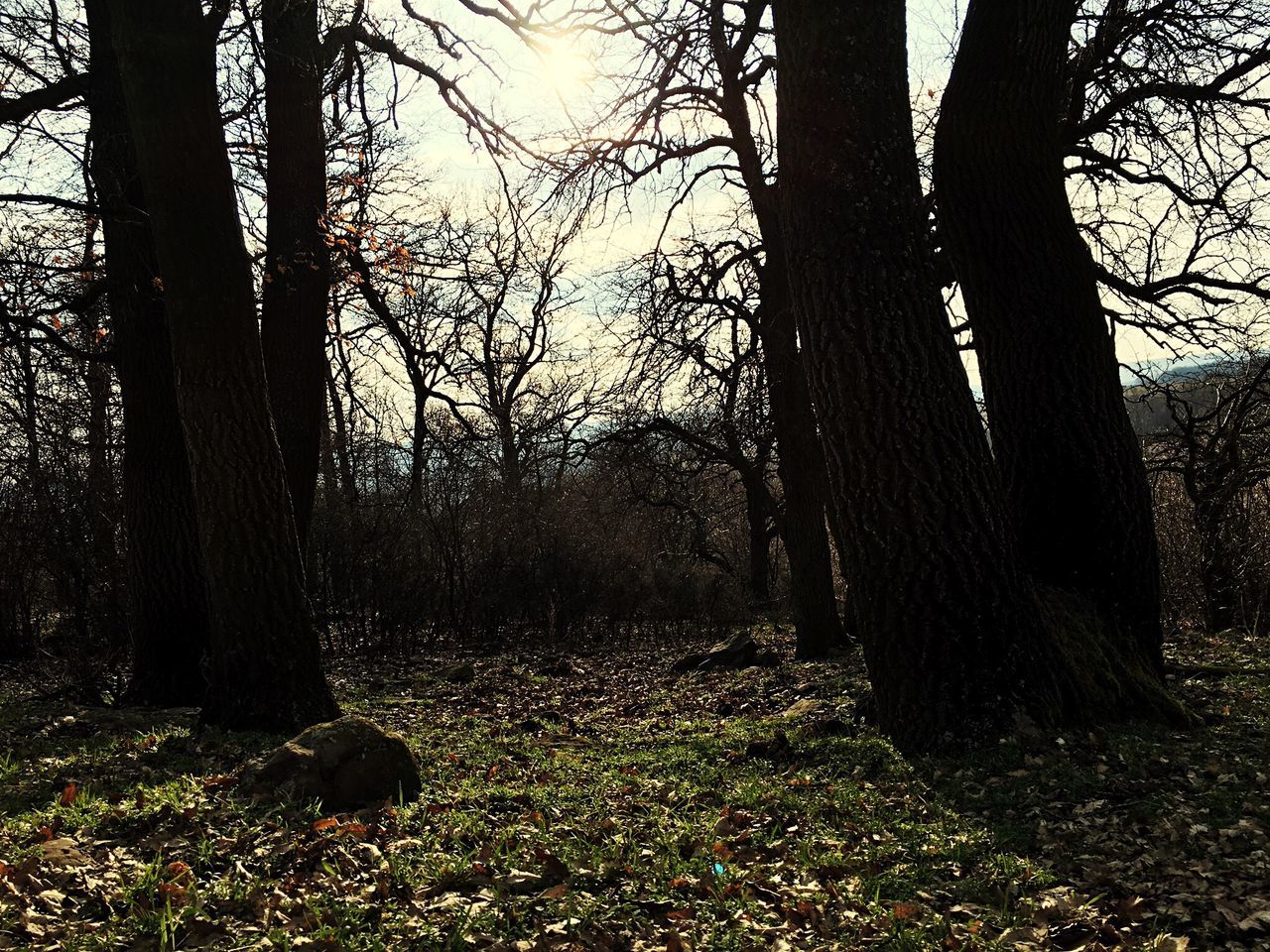 tree, tree trunk, tranquility, bare tree, forest, tranquil scene, branch, nature, woodland, growth, scenics, beauty in nature, landscape, non-urban scene, sunlight, grass, no people, day, outdoors, shadow