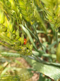 Close-up of ladybug on leaf