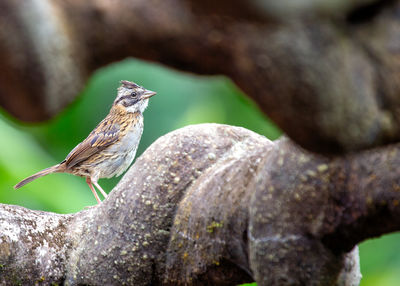 Close-up of bird perching on rock