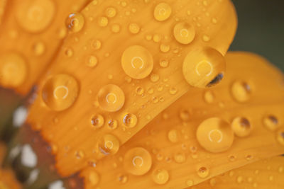 Close-up of wet yellow flower