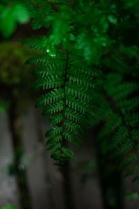 Close-up of leaves against blurred background