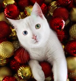 High angle view of cat with christmas ornaments 