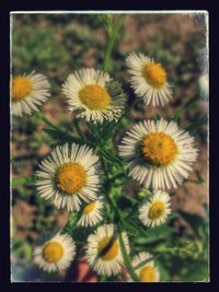 Close-up of white daisy flowers