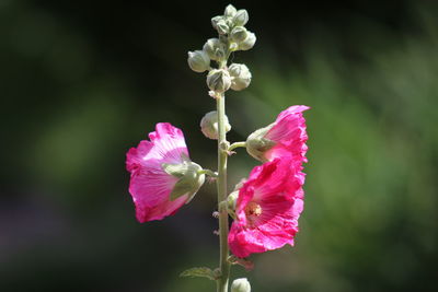 Close-up of pink flowering plant