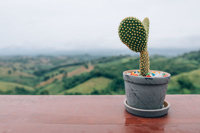 Close-up of potted plant on table