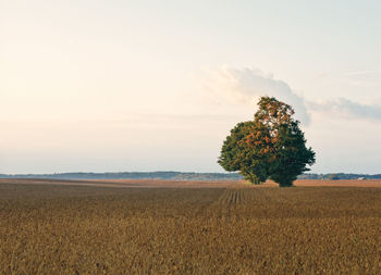 Trees on field against sky