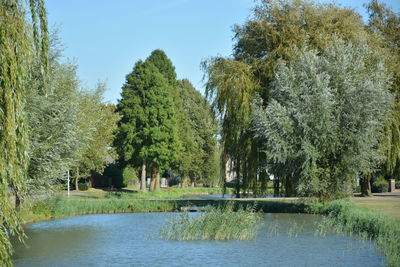 View of trees in the park