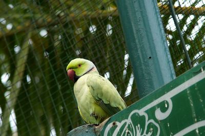 Low angle view of parrot perching on tree