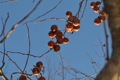 Close-up of berries on tree