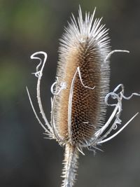 Close-up of dried thistle