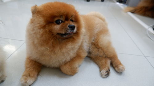 Portrait of dog sitting on floor