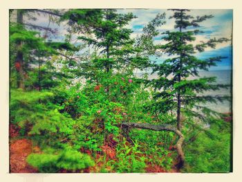 Trees in forest