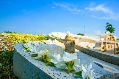 Flowers and plants against blue sky