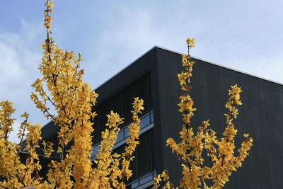 Low angle view of yellow flowering plant by building against sky