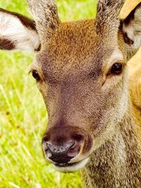 Close-up portrait of deer