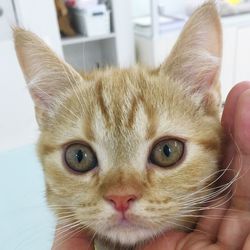 Close-up portrait of cat